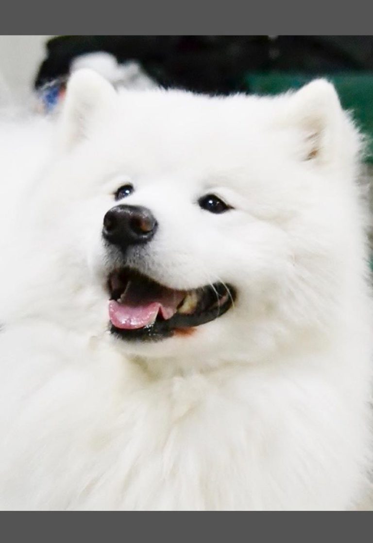 Skilo Bear Samoyeds | Purebred Samoyed Puppies